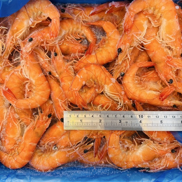 鮮甜熟白蝦 (41/50) -1kg #解凍即食
