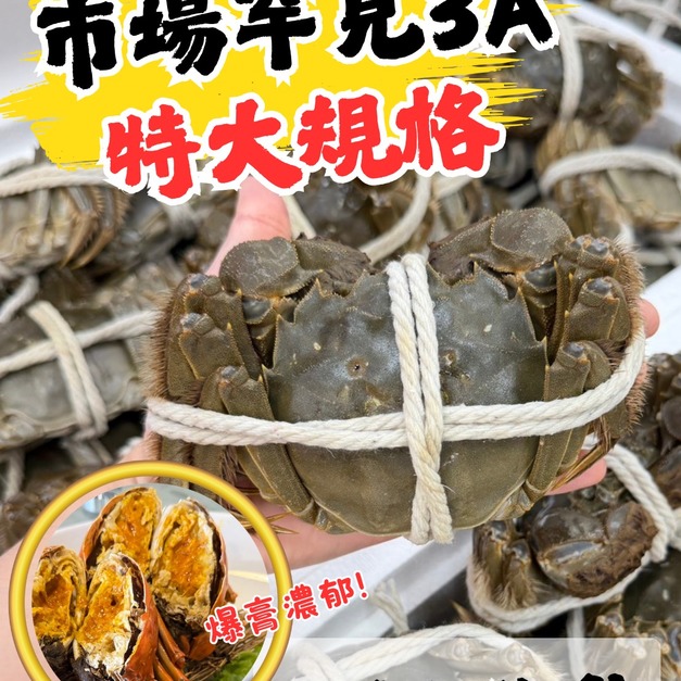 【特大規格-3A】 江蘇活體大閘蟹 #免運費  #頂級港貨 #爆膏首選 