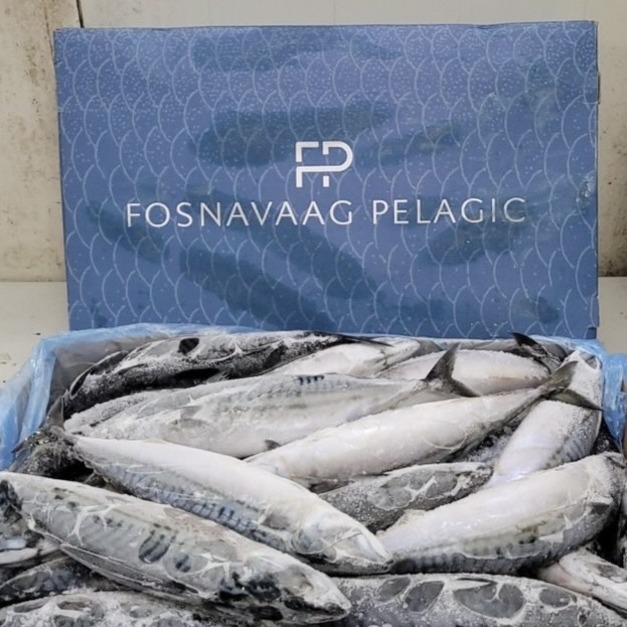 【整隻】挪威鯖魚 - 600G以上 #滿1499免運費 #油脂豐富