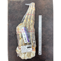 生凍帝王蟹腳3L -1000g #肉質鮮甜_2