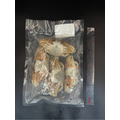 斯里蘭卡佐渡花蟹《公》 (4入) -650g_3