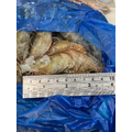 生凍白蝦(51/60) -650g_3