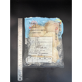 半殼扇貝 (5入) -300g #燒烤必備 #大規格_3