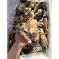 日本兵庫生食級生蠔-1公斤裝 #中秋必買 #顆顆飽滿 #超級爽口_5