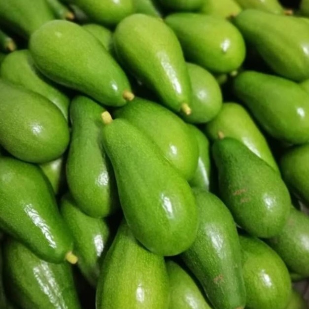 【預購｜胖爸果園🥑】無毒酪梨｜沙拉、果汁、酪梨牛奶使用