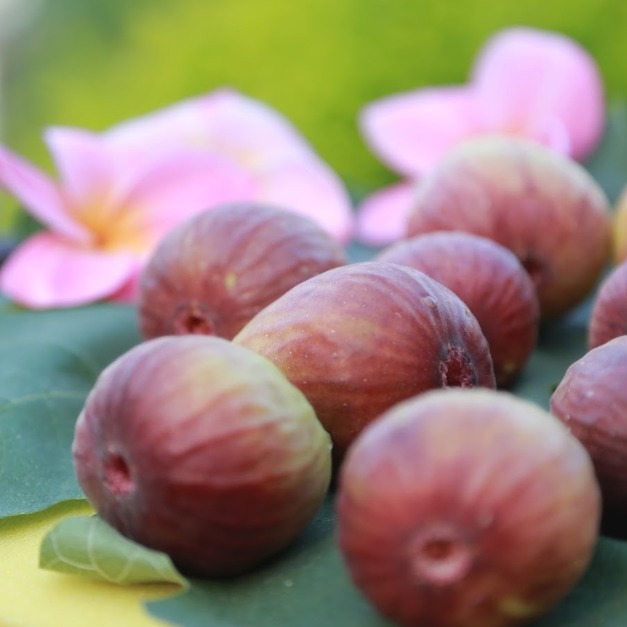 【冷藏直送】無花果鮮果600g(1斤裝)｜自然農法栽種、口感細緻、蜜香多汁