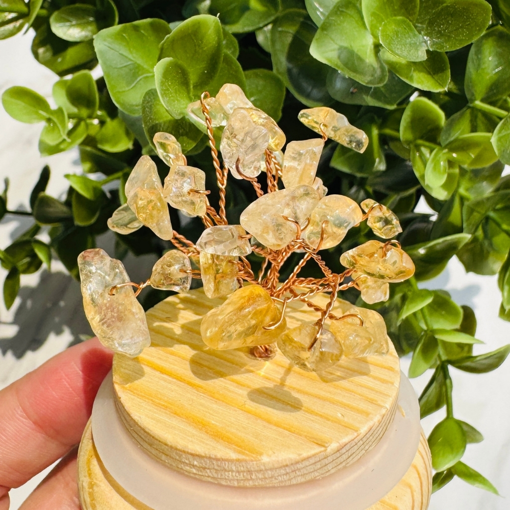 黃水晶樹︱光的枝葉_2