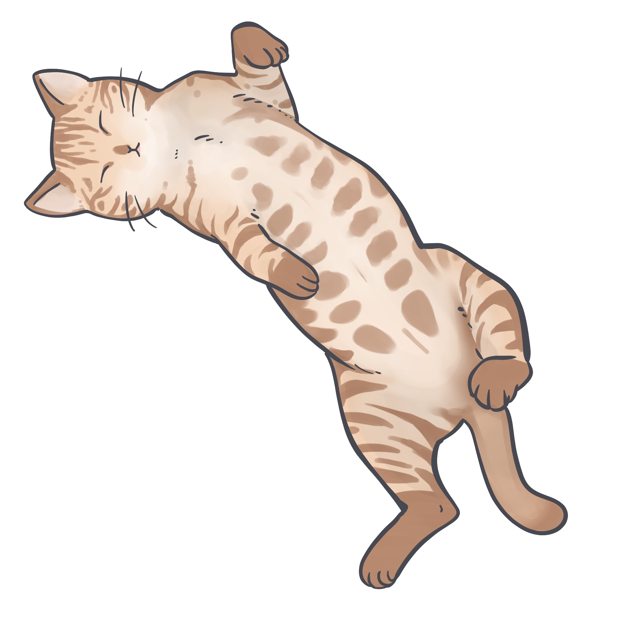 貓咪身體秘密 貓貓睡姿大解密 原來有話跟你說 Amy Home