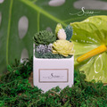 SÜSS 守護健康 香氛小方盆花