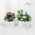 SÜSS 多肉植栽圓盆_1