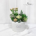 SÜSS 多肉植栽圓盆