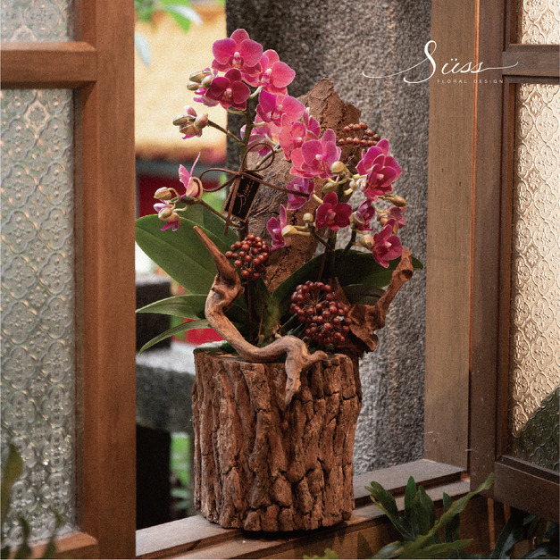 S&Uuml;SS 設計款蘭花組盆 課程