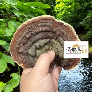 靈芝香  整塊煙供用  半斤裝