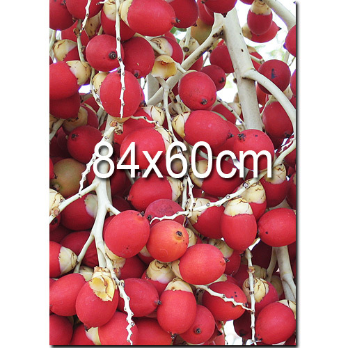 【大圖輸出】60x90cm精美PP相紙輸出(A1海報，需自備150dpi JPEG圖檔供輸出)