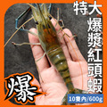 特大爆漿紅頭蝦 1斤10隻以內