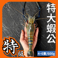 特大蝦公 1斤約4~6隻