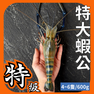 特大蝦公 1斤約4~6隻