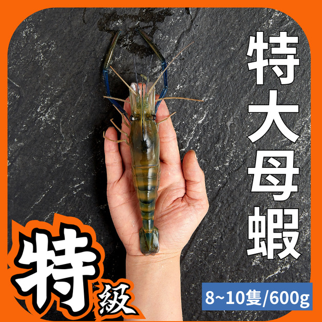 特大母蝦 1斤約8~10隻