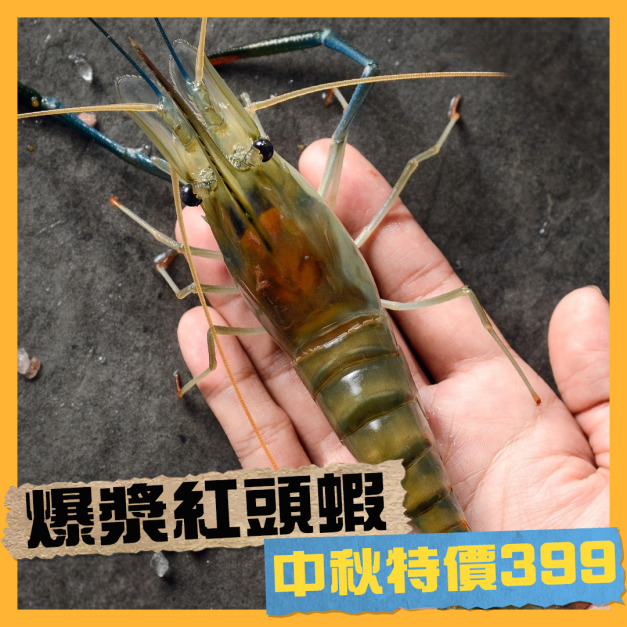【中秋限定】爆漿紅頭蝦優惠399 1斤約12~15隻