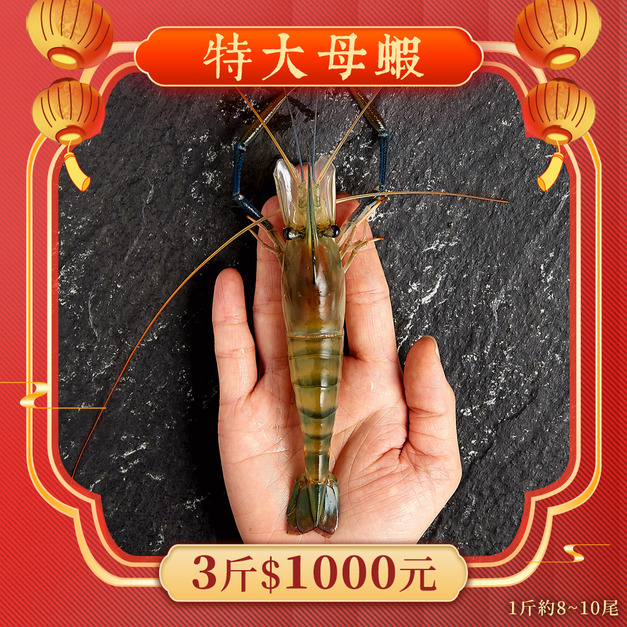 特大母蝦【新年最強優惠】 3斤1000元 1斤約8~10隻
