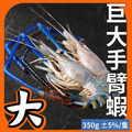 泰國蝦巨大手臂蝦