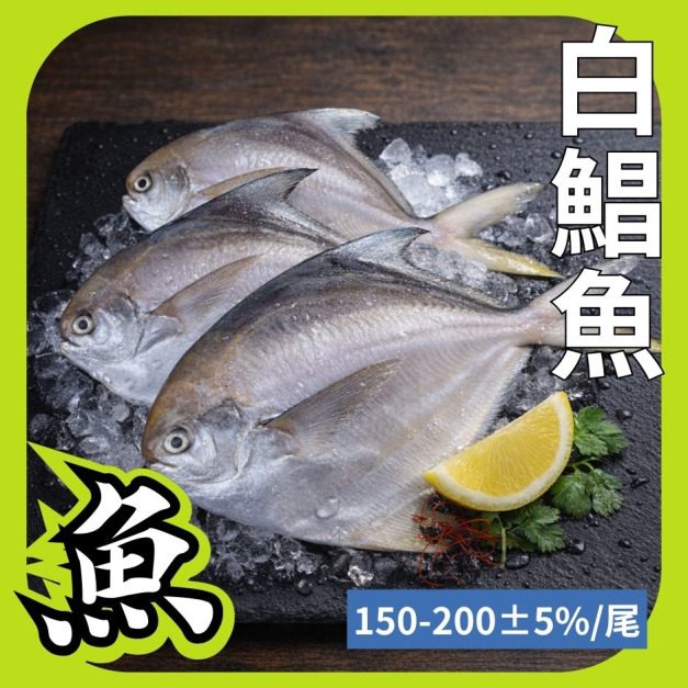 鮮嫩野生白鯧魚