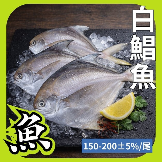 鮮嫩野生白鯧魚