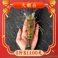【限量】大蝦公 3斤1100元 1斤約~10隻