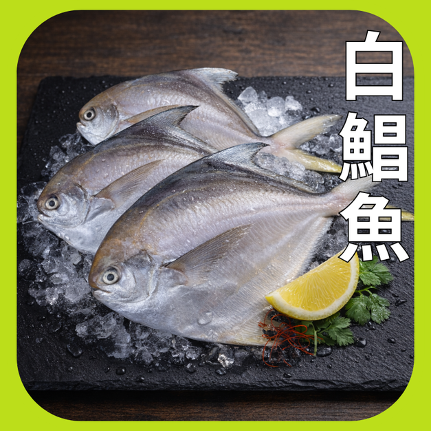 鮮嫩野生白鯧魚(1尾/3尾/5尾)