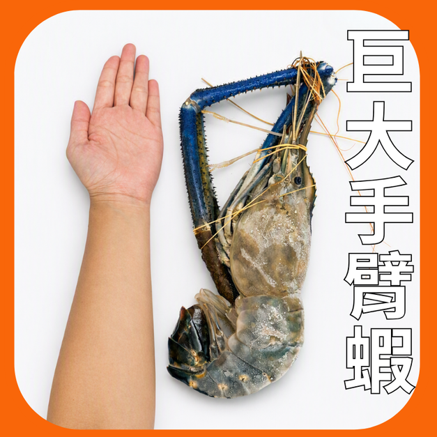 泰國蝦巨大手臂蝦