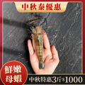 【中秋泰優惠】母蝦 3斤1000元 1斤約15~19隻