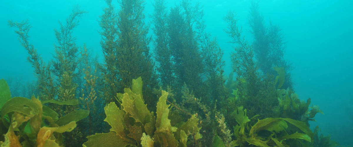 三、褐藻醣膠的成分與結構：為什麼被歸類為海洋多醣？｜曜新生物科技