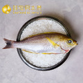 澎湖黃雞魚 (三去)_1