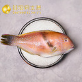 澎湖野生寒鯛/紅石佬_2