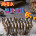 超大海水活凍白蝦 (480g/盒)_2