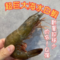 超大海水活凍白蝦 (480g/盒)_3