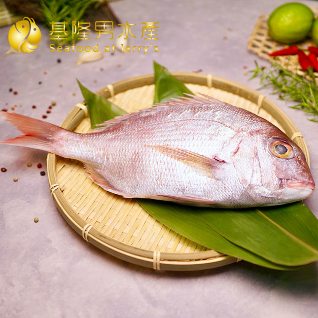 澎湖嘉鱲(迦納)/真鯛