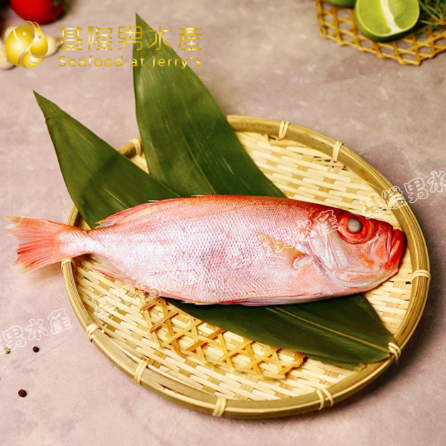 台灣紅目鰱 (多種規格可選)