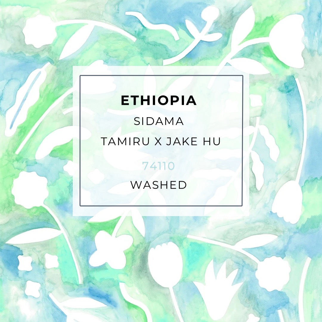 淺烘焙｜衣索比亞 西達摩 古蝶 Tamiru x 胡元正 後製批次 74110 水洗 G1