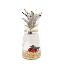 多肉水耕植栽(魚植共生款)