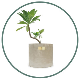 手工金屬植物學名水泥花器