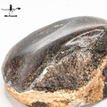 矽化恐龍骨624.0g #5_3