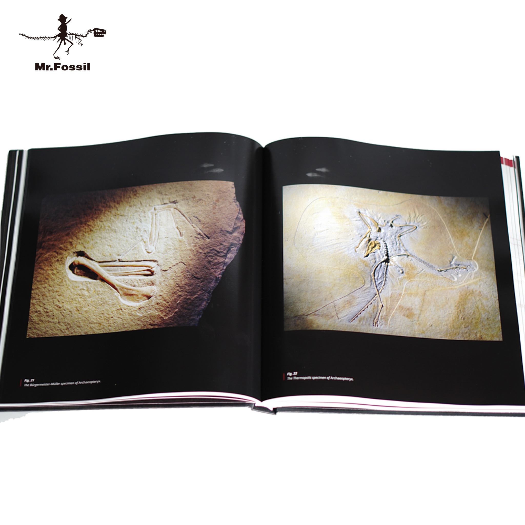 STEFANO PICCINI 訂製收藏版書（全彩、全英文)_fbb3cdcd87997775803bd02d933a815d.jpg