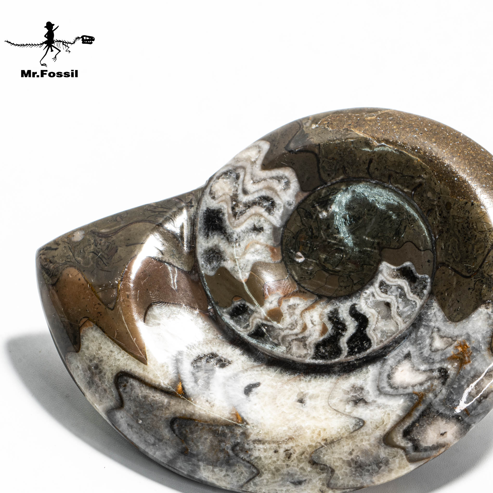 稜海神菊石#5 | 化石先生Mr. Fossil｜Hansa Creation