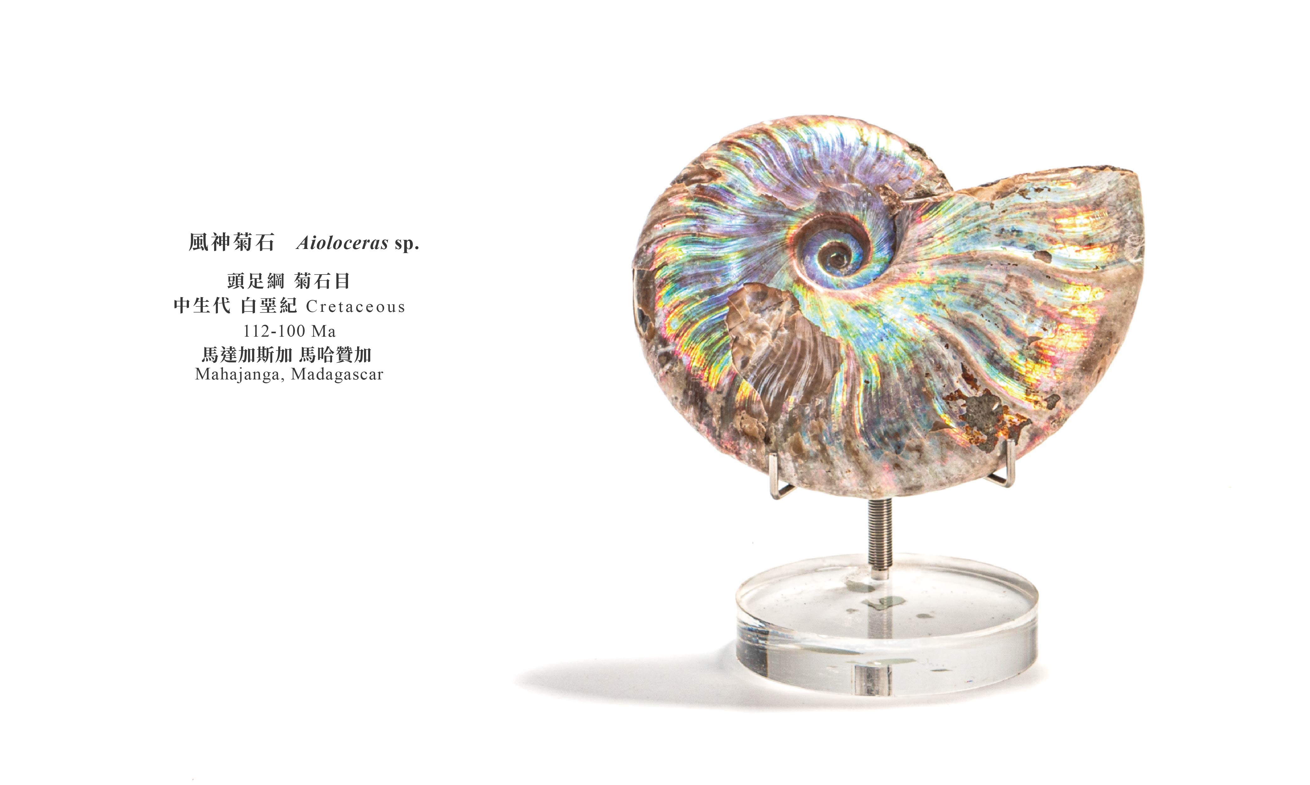 風神菊石#2 | 化石先生Mr. Fossil｜Hansa Creation