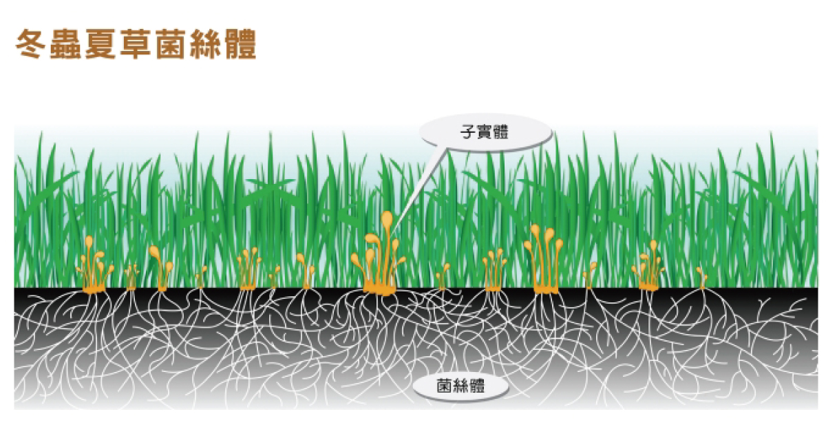 科研探究-冬蟲夏草菌絲體