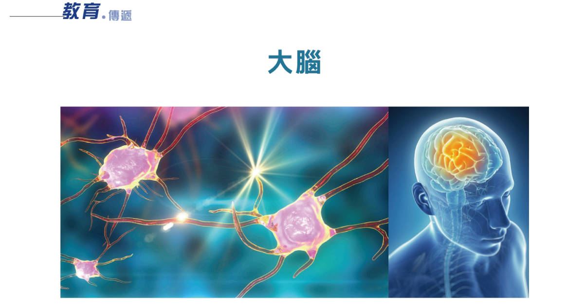 教育傳遞-關於大腦的運作