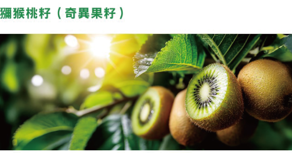 科研探究-獼猴桃籽(奇異果)
