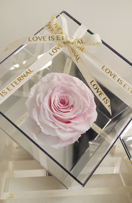 Only You 永生花-嫩粉