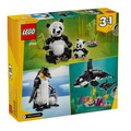 【磚星球】樂高 LEGO 31165 三合一系列 野生動物：熊貓家庭 Wild Animals: Panda Family_5
